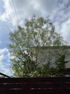 image0_2.jpeg